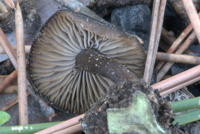 Tephrocybe anthracophila